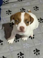 Boone, a male Jack Russell Terrier for sale in Franklin, TX – 3 of 4