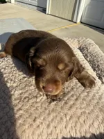 Whiskey, a male Miniature Dachshund for sale in Franklin, TX – 2 of 6