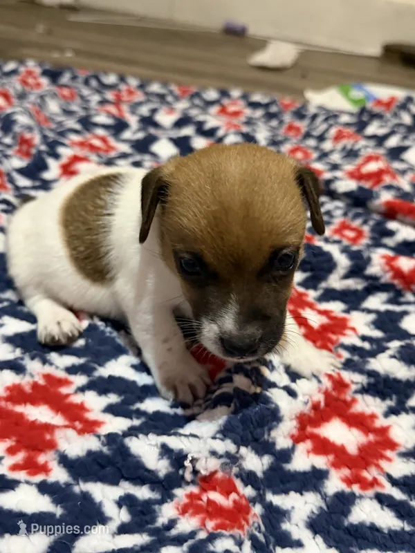 Milo – Jack Russell Terrier puppy for sale in Franklin, TX