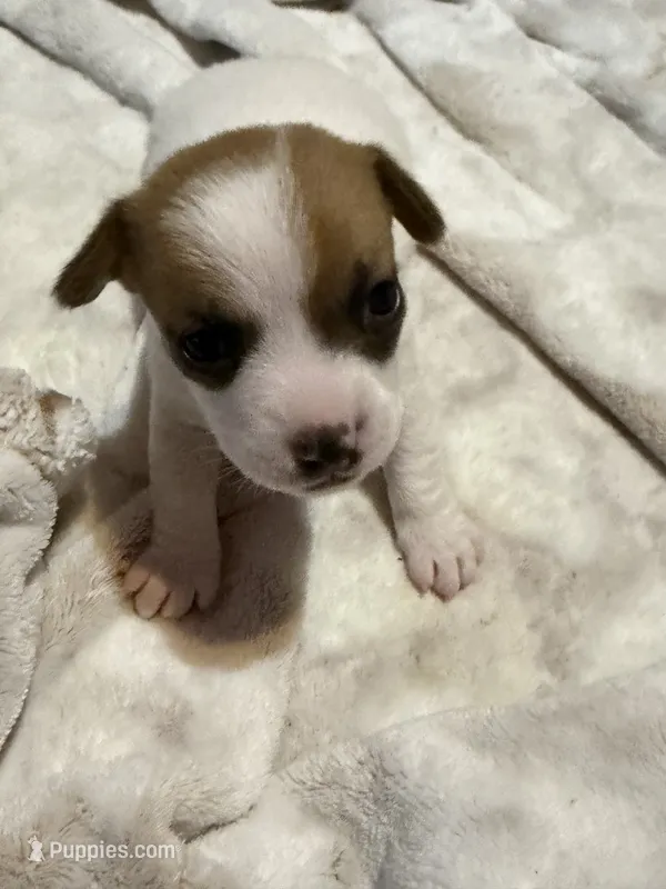 Cowboy – Jack Russell Terrier puppy for sale in Franklin, TX