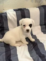 Popcorn, a male Jack Russell Terrier for sale in Franklin, TX – 3 of 4
