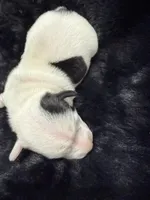 Oreo, a male Jack Russell Terrier for sale in Franklin, TX – 4 of 4