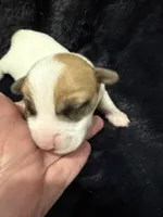 Nugget, a male Jack Russell Terrier for sale in Franklin, TX – 2 of 4