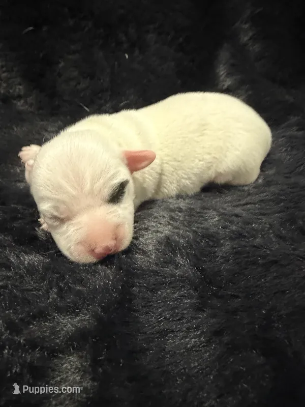 Popcorn – Jack Russell Terrier puppy for sale in Franklin, TX