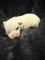 Popcorn, a male Jack Russell Terrier for sale in Franklin, TX – 1 of 3