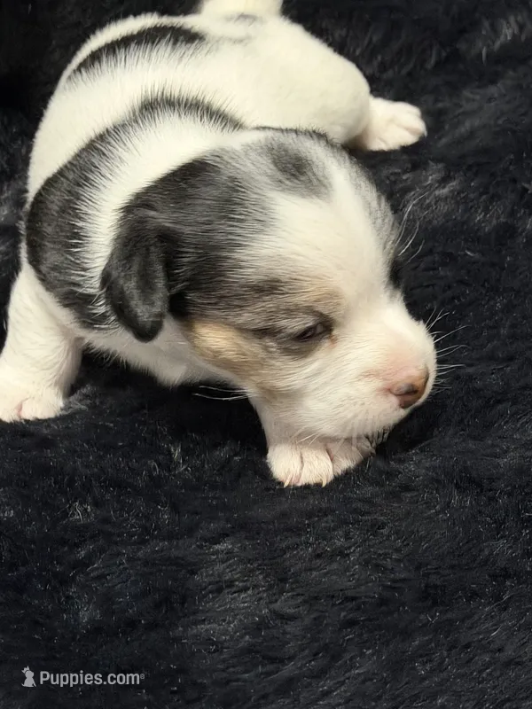 Jolene – Jack Russell Terrier puppy for sale in Franklin, TX