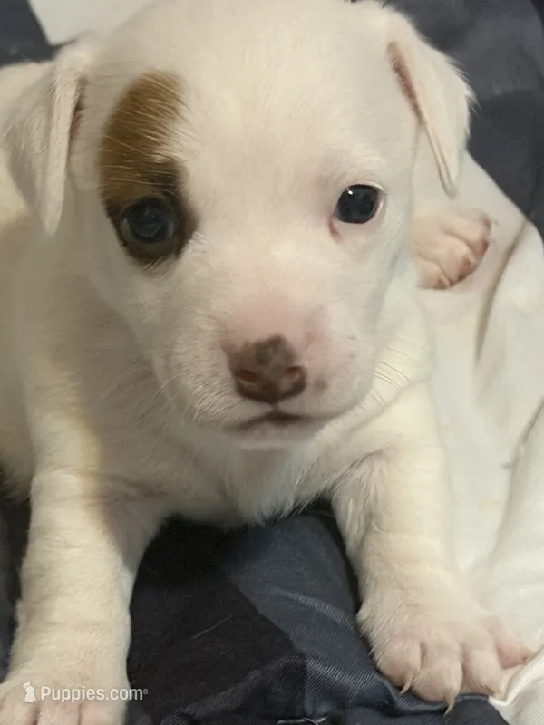 Prissy – Jack Russell Terrier puppy for sale in Franklin, TX