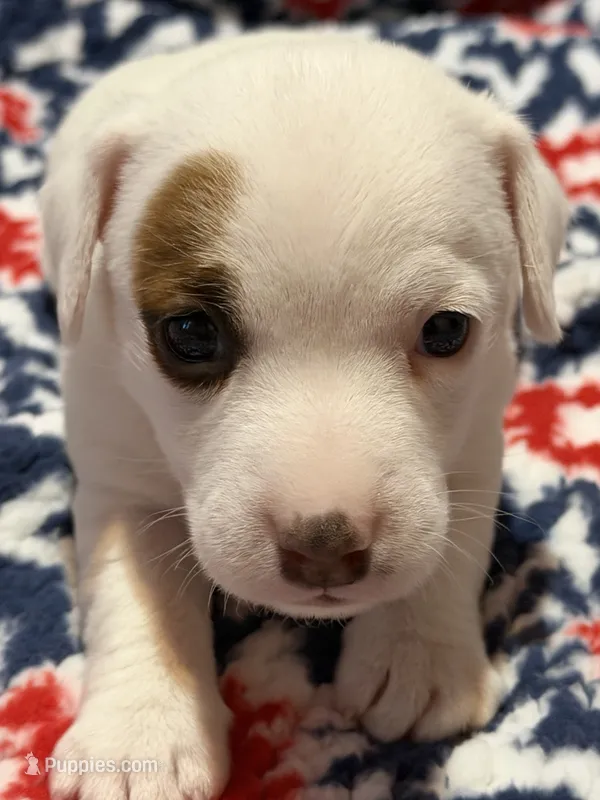 Prissy – Jack Russell Terrier puppy for sale in Franklin, TX