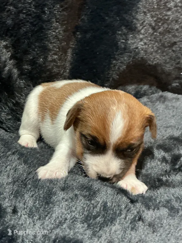 Layla – Jack Russell Terrier puppy for sale in Franklin, TX