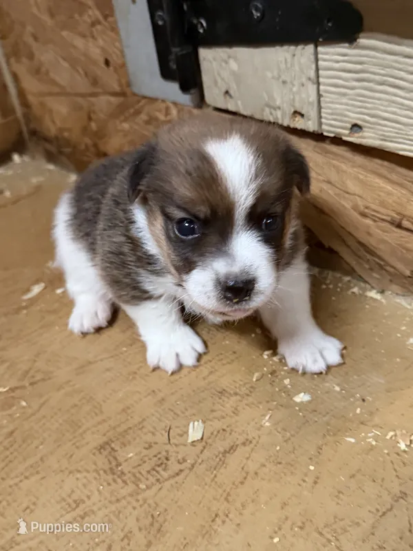 Cojo – Jack Russell Terrier, Pembroke Welsh Corgi puppy for sale in Franklin, TX