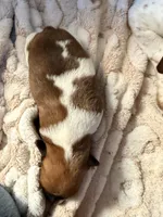 Payton, a male Jack Russell Terrier for sale in Franklin, TX – 3 of 3