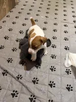 Boone, a male Jack Russell Terrier for sale in Franklin, TX – 4 of 4