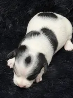 Jolene, a female Jack Russell Terrier for sale in Franklin, TX – 6 of 7