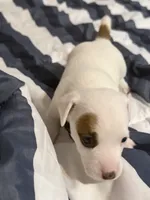 Prissy, a female Jack Russell Terrier for sale in Franklin, TX – 4 of 4