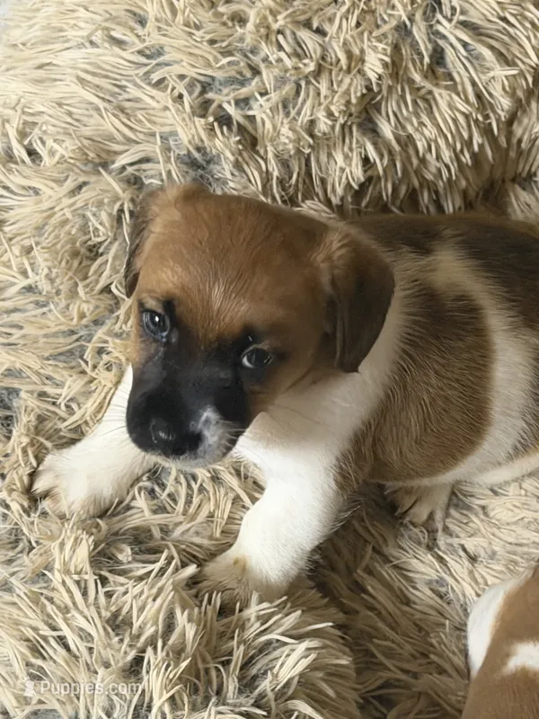 Payton – Jack Russell Terrier puppy for sale in Franklin, TX