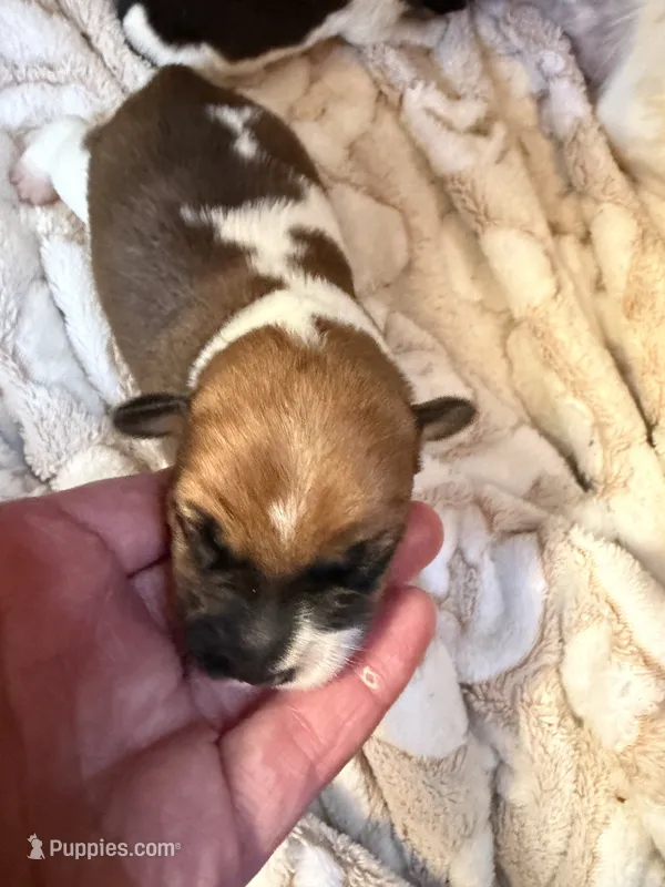 Payton – Jack Russell Terrier puppy for sale in Franklin, TX