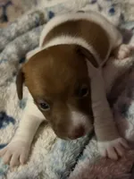Sully, a male Jack Russell Terrier for sale in Franklin, TX – 5 of 9
