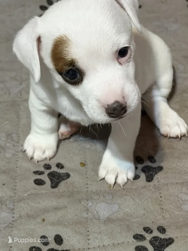 Prissy – Jack Russell Terrier puppy for sale in Franklin, TX