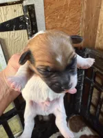 Payton, a male Jack Russell Terrier for sale in Franklin, TX – 2 of 3