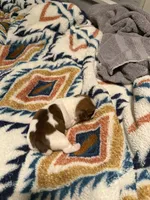 Layla, a female Jack Russell Terrier for sale in Franklin, TX – 2 of 3