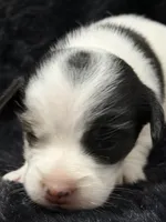 Jolene, a female Jack Russell Terrier for sale in Franklin, TX – 2 of 7