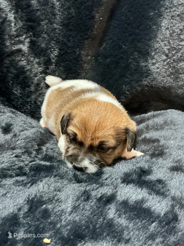 Aspen – Jack Russell Terrier puppy for sale in Franklin, TX