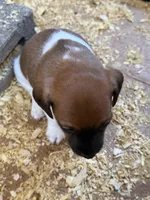 Libby , a female Jack Russell Terrier for sale in Franklin, TX – 3 of 3