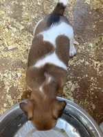 Libby , a female Jack Russell Terrier for sale in Franklin, TX – 2 of 3
