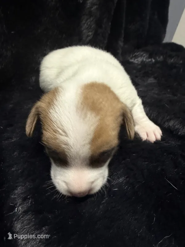 Nugget – Jack Russell Terrier puppy for sale in Franklin, TX