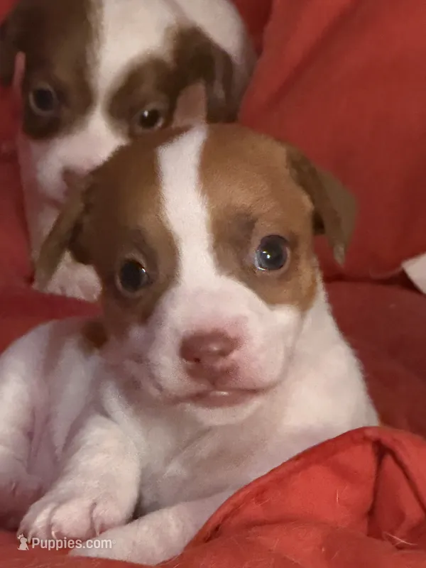 Boone – Jack Russell Terrier puppy for sale in Franklin, TX