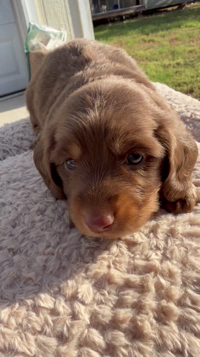 Whiskey, a male Miniature Dachshund for sale in Franklin, TX – 6 of 6