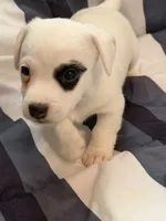 Popcorn, a male Jack Russell Terrier for sale in Franklin, TX – 1 of 4