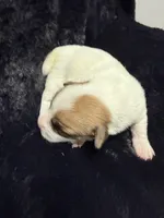 Nugget, a male Jack Russell Terrier for sale in Franklin, TX – 4 of 4