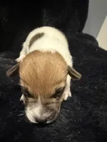 Rebel, a male Jack Russell Terrier for sale in Franklin, TX – 3 of 3