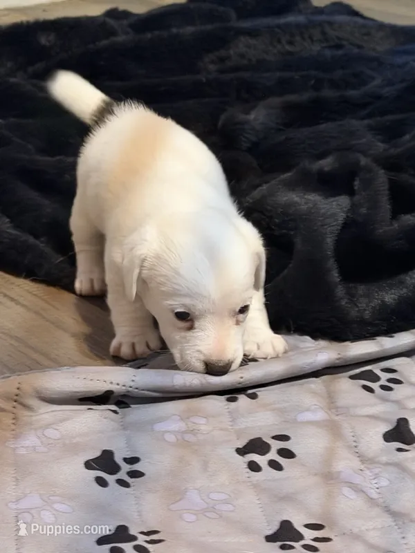 Bingo – Jack Russell Terrier puppy for sale in Franklin, TX