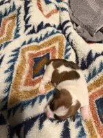 Layla, a female Jack Russell Terrier for sale in Franklin, TX – 3 of 3