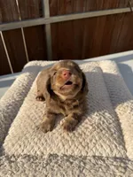 Whiskey, a male Miniature Dachshund for sale in Franklin, TX – 4 of 6