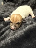 Milo, a male Jack Russell Terrier for sale in Franklin, TX – 1 of 4