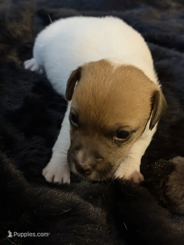 Rebel – Jack Russell Terrier puppy for sale in Franklin, TX