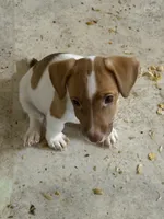 Ruby , a female Jack Russell Terrier for sale in Franklin, TX – 1 of 2