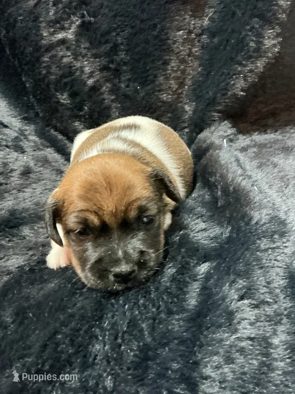 Lily – Jack Russell Terrier puppy for sale in Franklin, TX