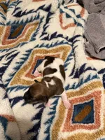 Lily, a female Jack Russell Terrier for sale in Franklin, TX – 3 of 3