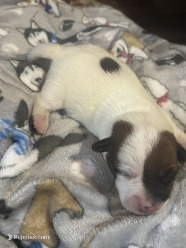 Cinch, a male Jack Russell Terrier for sale in Franklin, TX – Photo 1 of 2