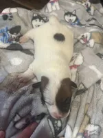 Cinch, a male Jack Russell Terrier for sale in Franklin, TX – Photo 2 of 2