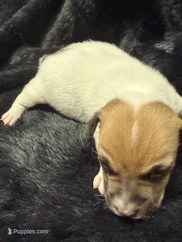 Milo – Jack Russell Terrier puppy for sale in Franklin, TX