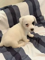 Popcorn, a male Jack Russell Terrier for sale in Franklin, TX – 2 of 4
