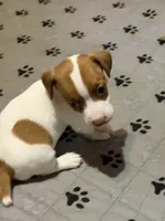 Boone, a male Jack Russell Terrier for sale in Franklin, TX – 2 of 4