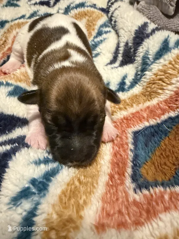 Lily – Jack Russell Terrier puppy for sale in Franklin, TX