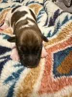Lily, a female Jack Russell Terrier for sale in Franklin, TX – 1 of 3
