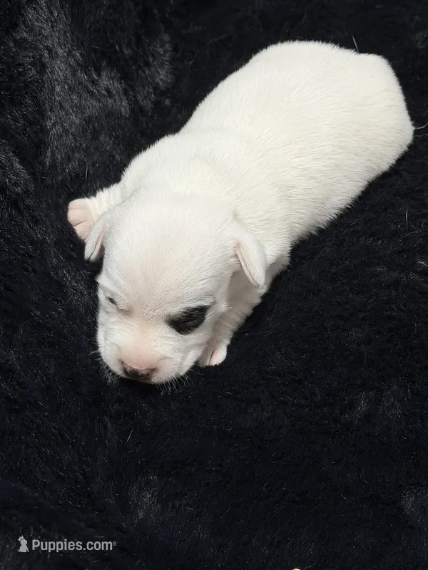 Popcorn – Jack Russell Terrier puppy for sale in Franklin, TX